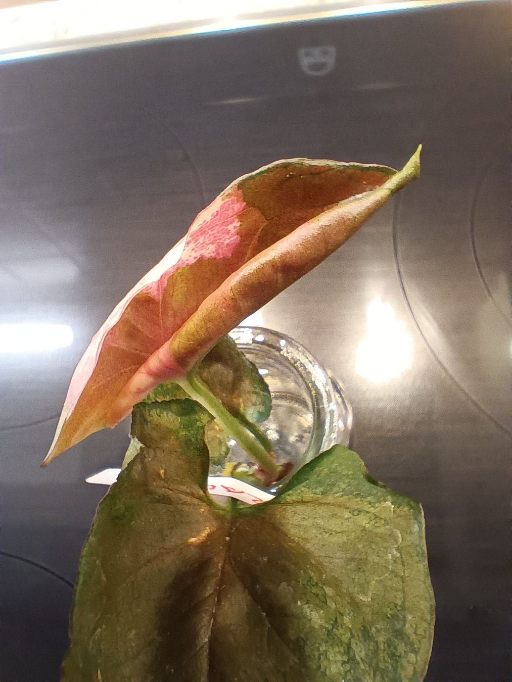 Piante & sementi: Syngonium Paket – Usato da Neerach venduto da Pudelmax 2