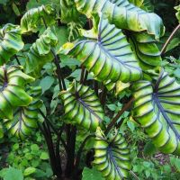 Colocasia PHARAON MASK COLLECTION