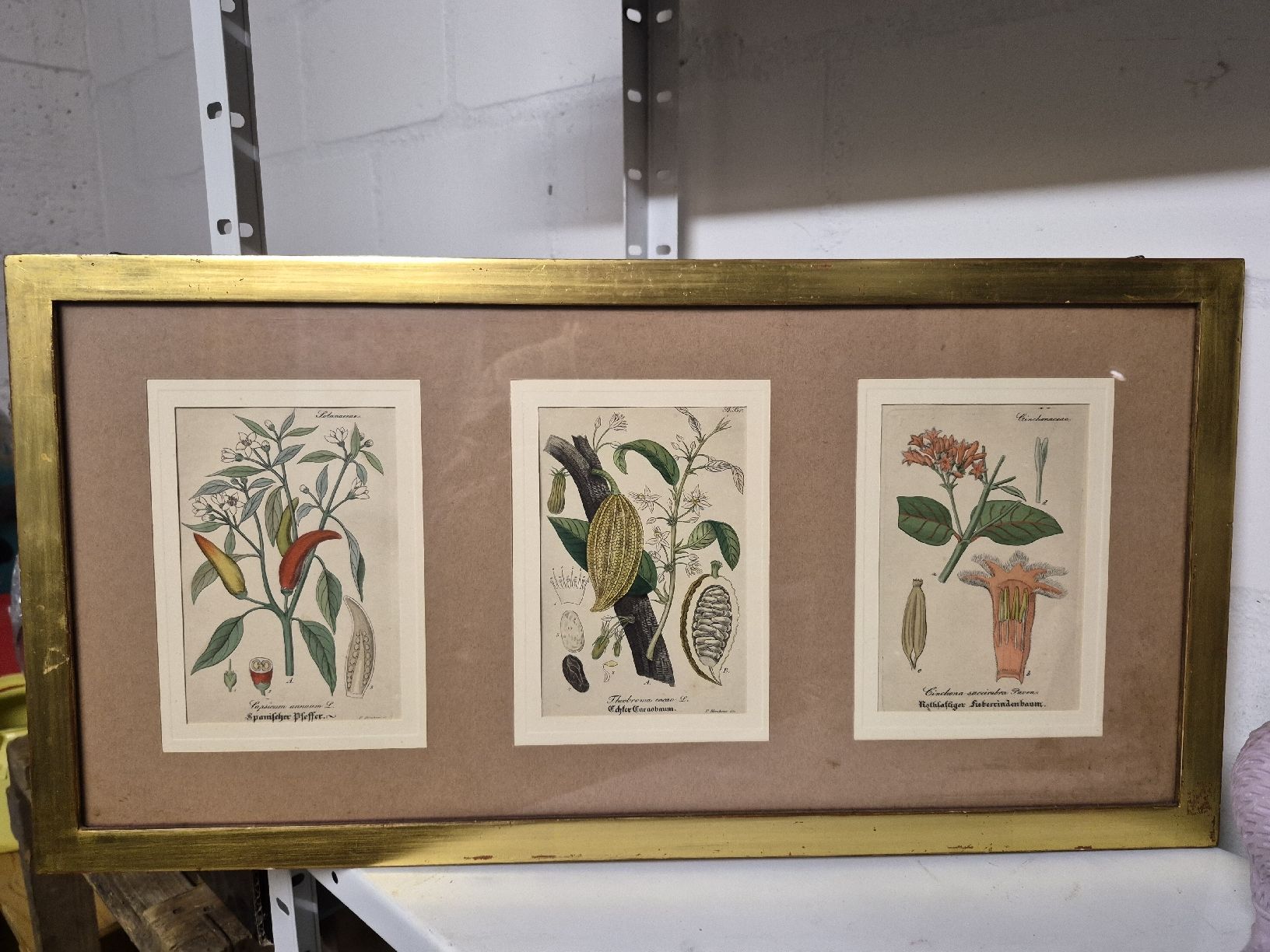 Foto & Immagini: 3er botanische Kunstdrucke, gerahmt, Goldrahmen – Usato da Frauenfeld venduto da mel_2gqy 4