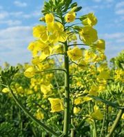Ab 5.- fr !!! 20 SAMEN GRAINES SEMI SEEDS Weißer Senf‪