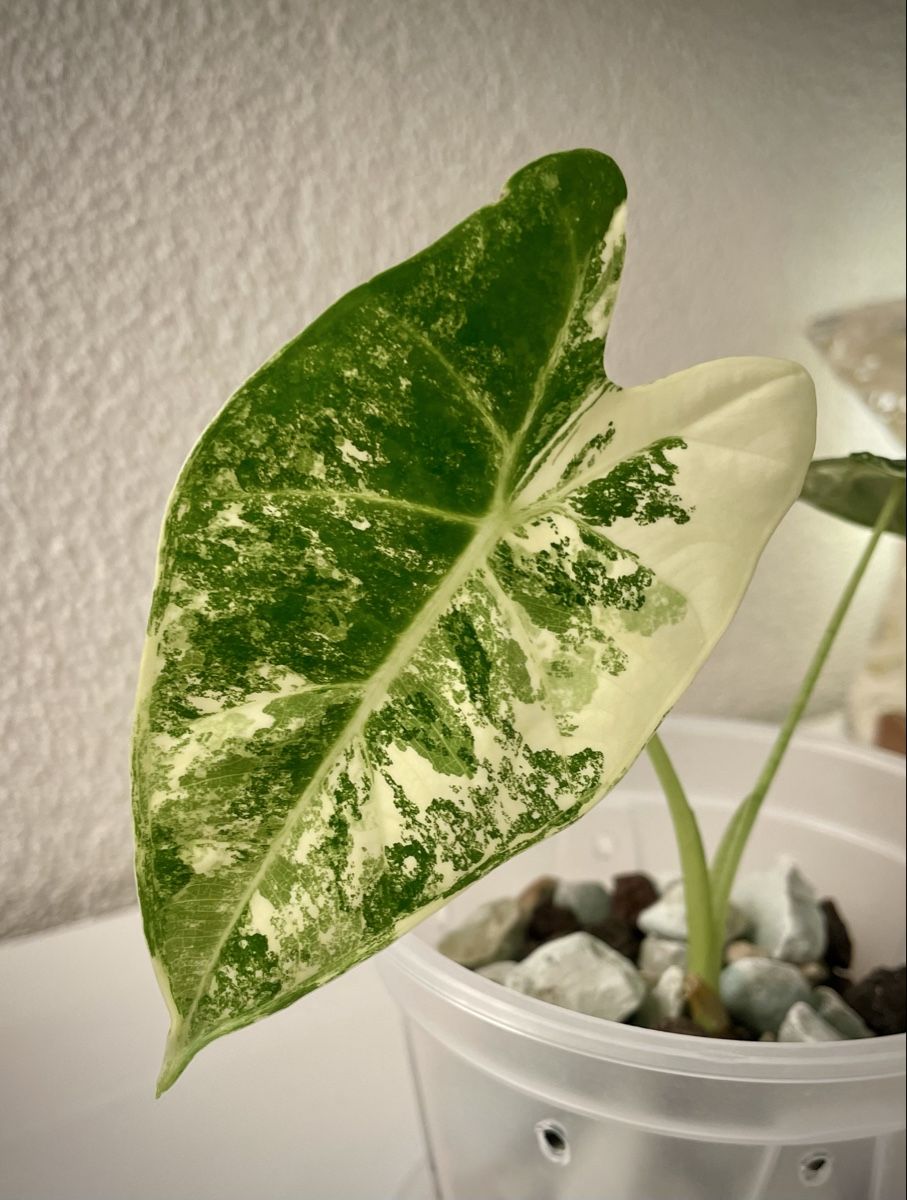 koriander saatgut kaufen BIO Saatgut Blattkoriander Thai – Biogartenladen