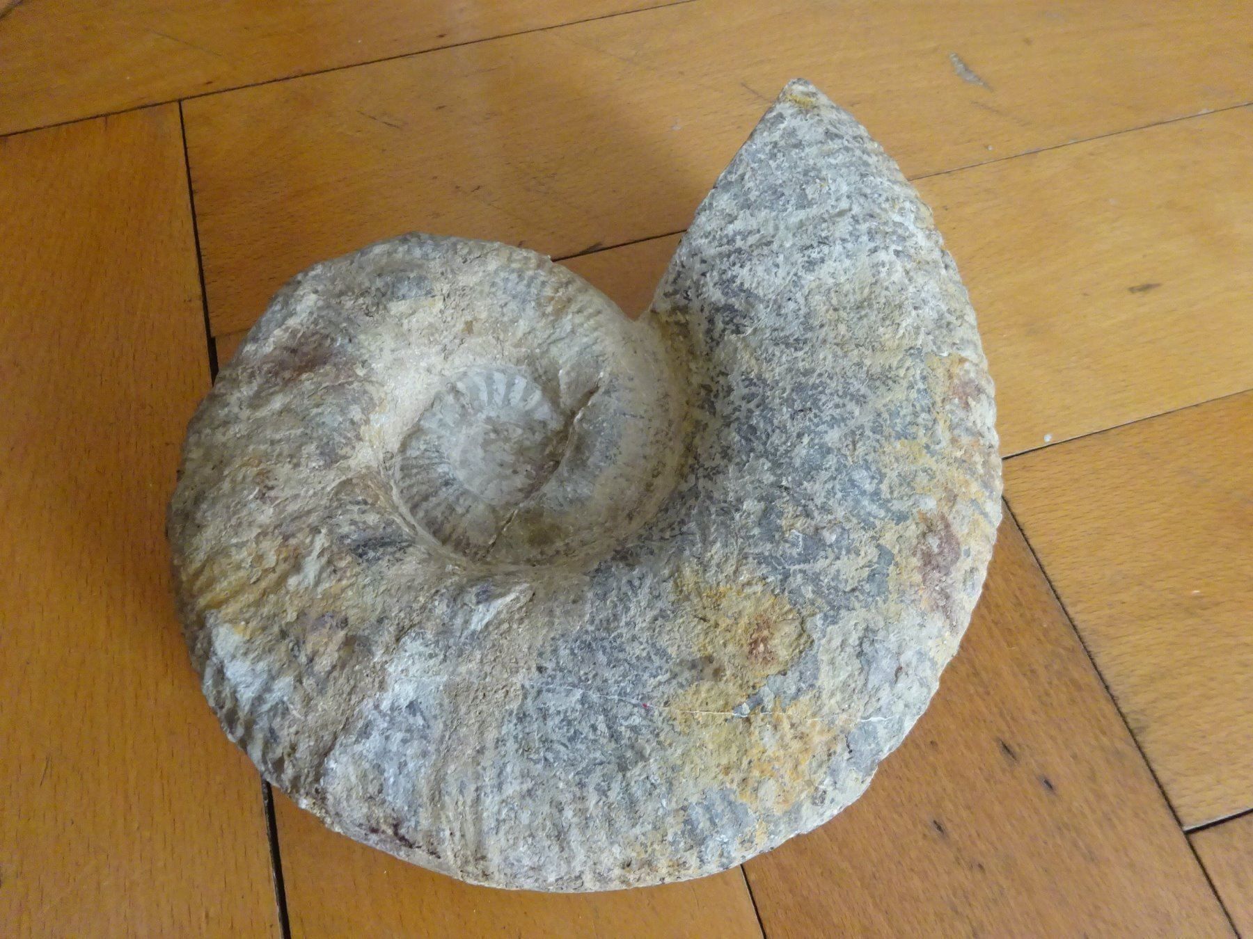 Fossilien: Grosser Ammonit / 3500 Gramm – Gebraucht aus Esslingen von eintagammeer 2