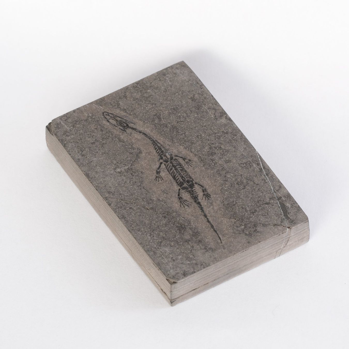 Fossili: Schwimmsaurierer - Keichousaurus hui - Nothosaurus - China – Usato da Heiden venduto da mats10 5