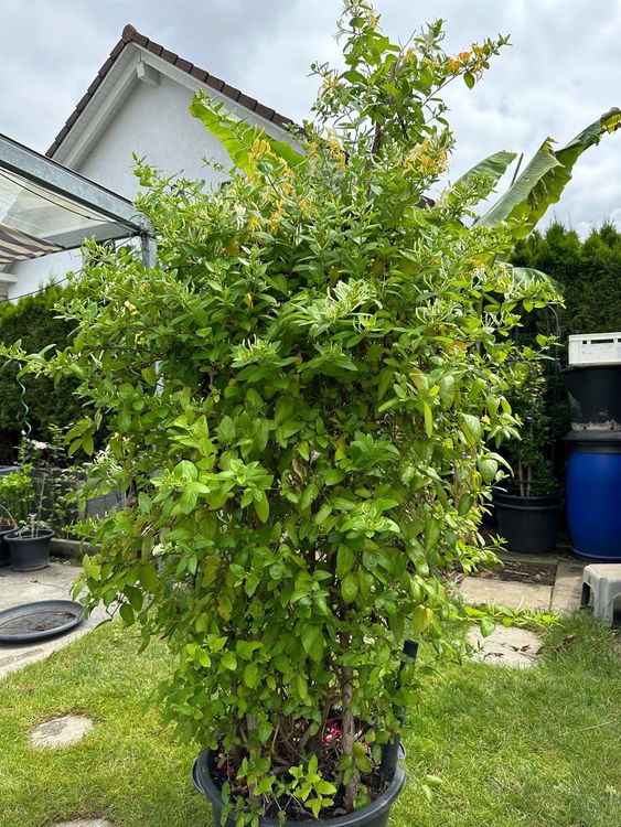 Japanisches Geissblatt (Jasmin) gute Duft und Winterhart Kaufen auf