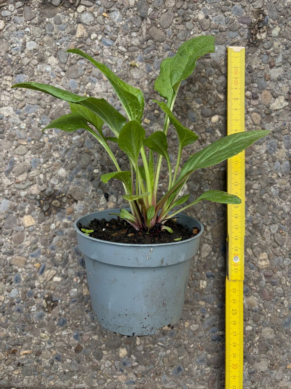 Piante & sementi: Echinacea purpurea (Roter Sonnenhut) – Usato da Winterthur venduto da Aniger 5