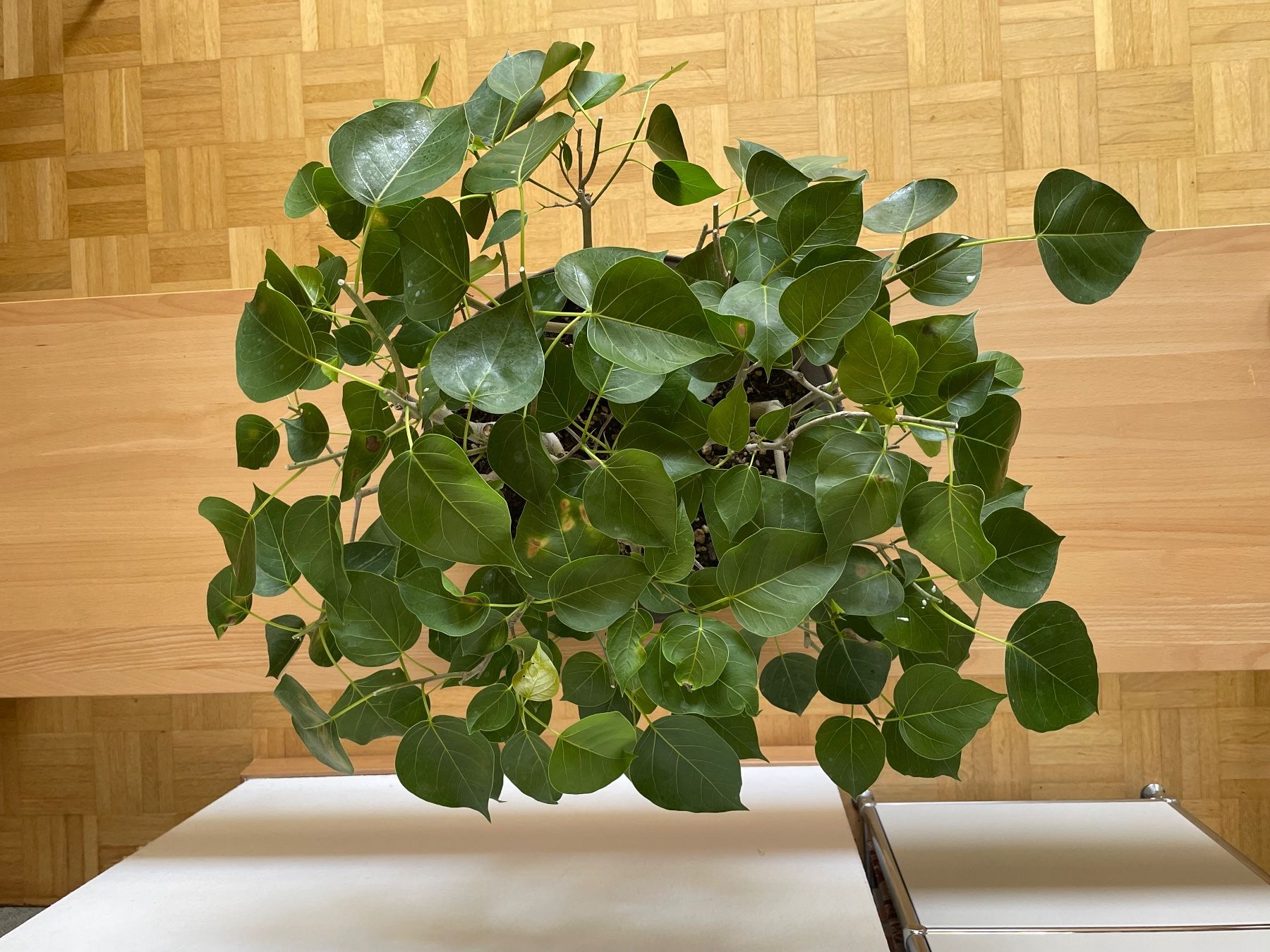 Pflanzen & Samen: Ficus religiosa Bonsai Wäldchen – Gebraucht aus Uster von simonic 2