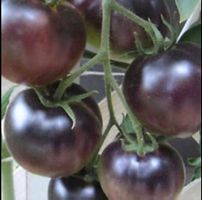 Ab 5.- fr!!! ⚠️RARITÄT⚠️ 5 SAMEN BLACK CHERRY TOMATE‪‪‪‪‪