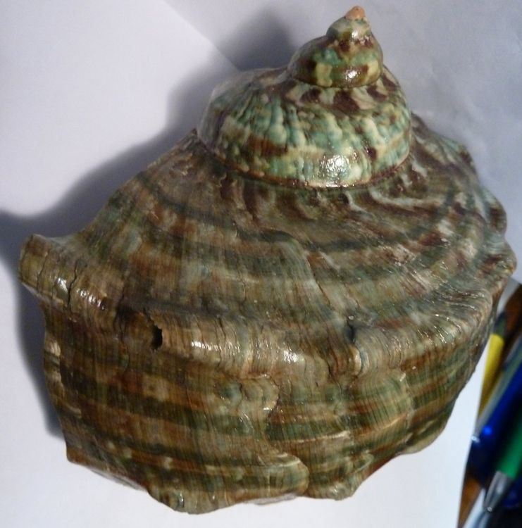 GROSSE TURBO MARMORATUS MUSCHEL 12 5 CM x 11 CM SELTEN (Gebraucht