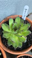 Hauswurz / Sempervivum grün mit roten Spitzen ca. 8 cm
