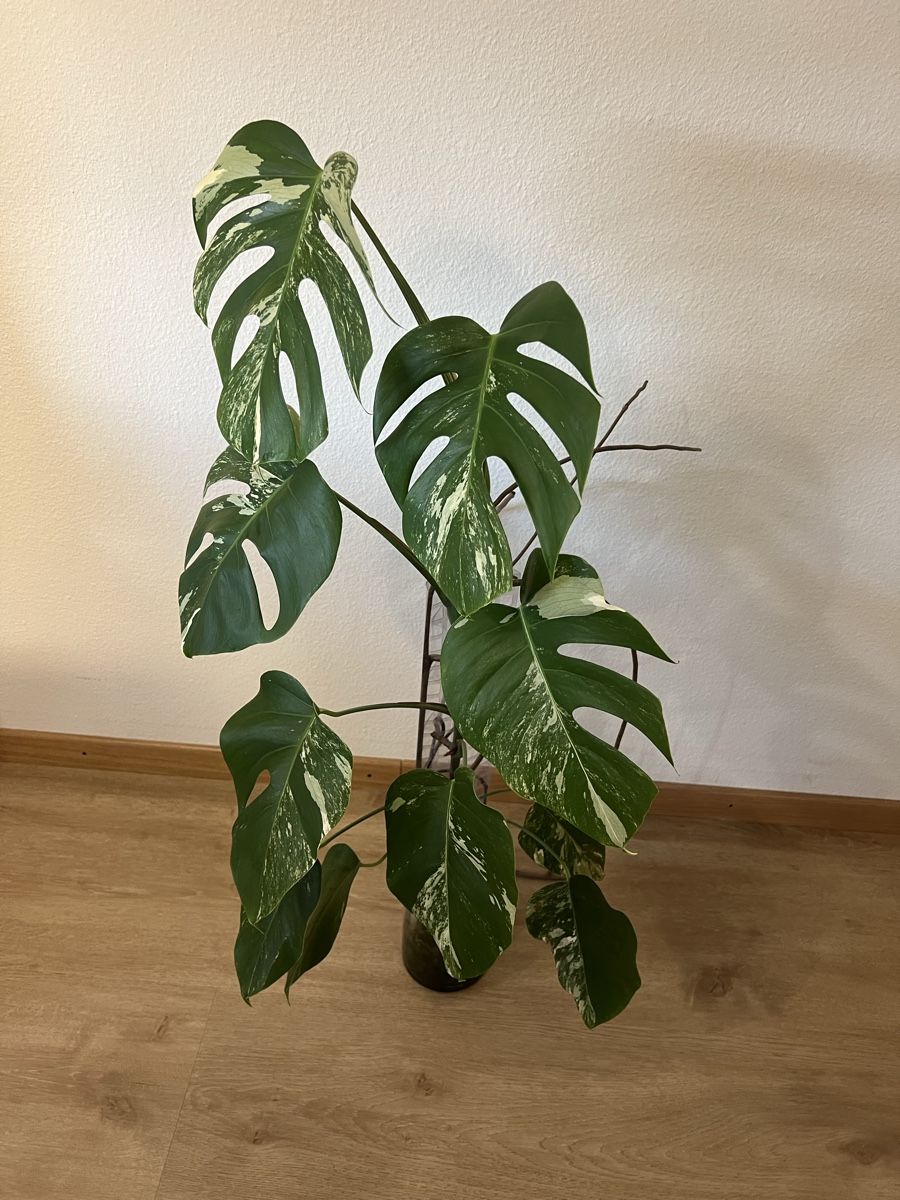 Plantes & graines: Monstera Albo Variegata – D'occasion à Reinach AG par Manuel63637 2