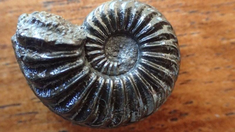 Fossilien: 3 Pyrit Ammoniten Frankreich – Gebraucht aus Rickenbach BL von Oktober68 2