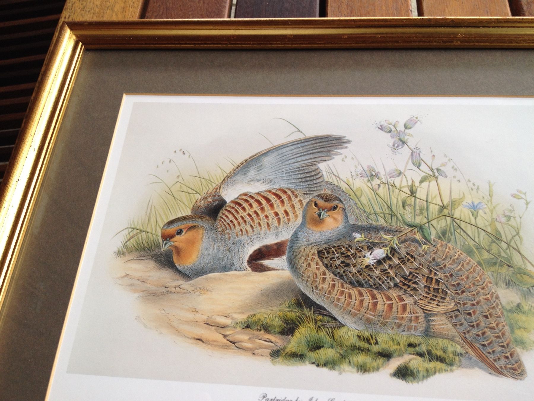 Foto & Immagini: Schönes Bild John Gould – Usato da Erlenbach ZH venduto da Ritschly 5