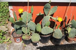 Winterharter Kaktus Opuntia engelmannii - Schöne gelbe Blüte