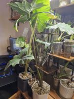 Alocasia Batwing Rhizom