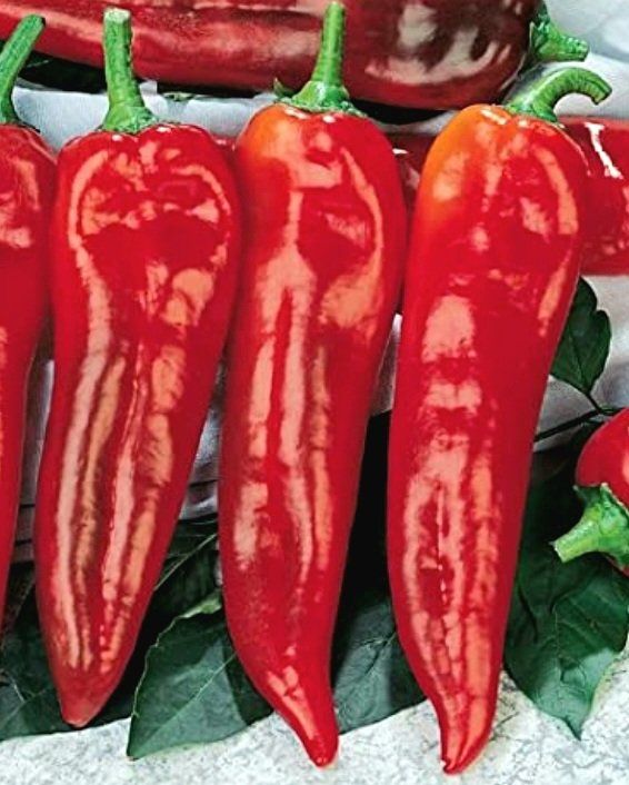 Pflanzen & Samen: 50 Samen "Ochsenhorn Peperoni" ROT‪ – Neu und originalverpackt aus Rovio von POSITIFFARTandPLANTS 2