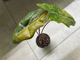 Alocasia Pseudo Sanderiana Aurea