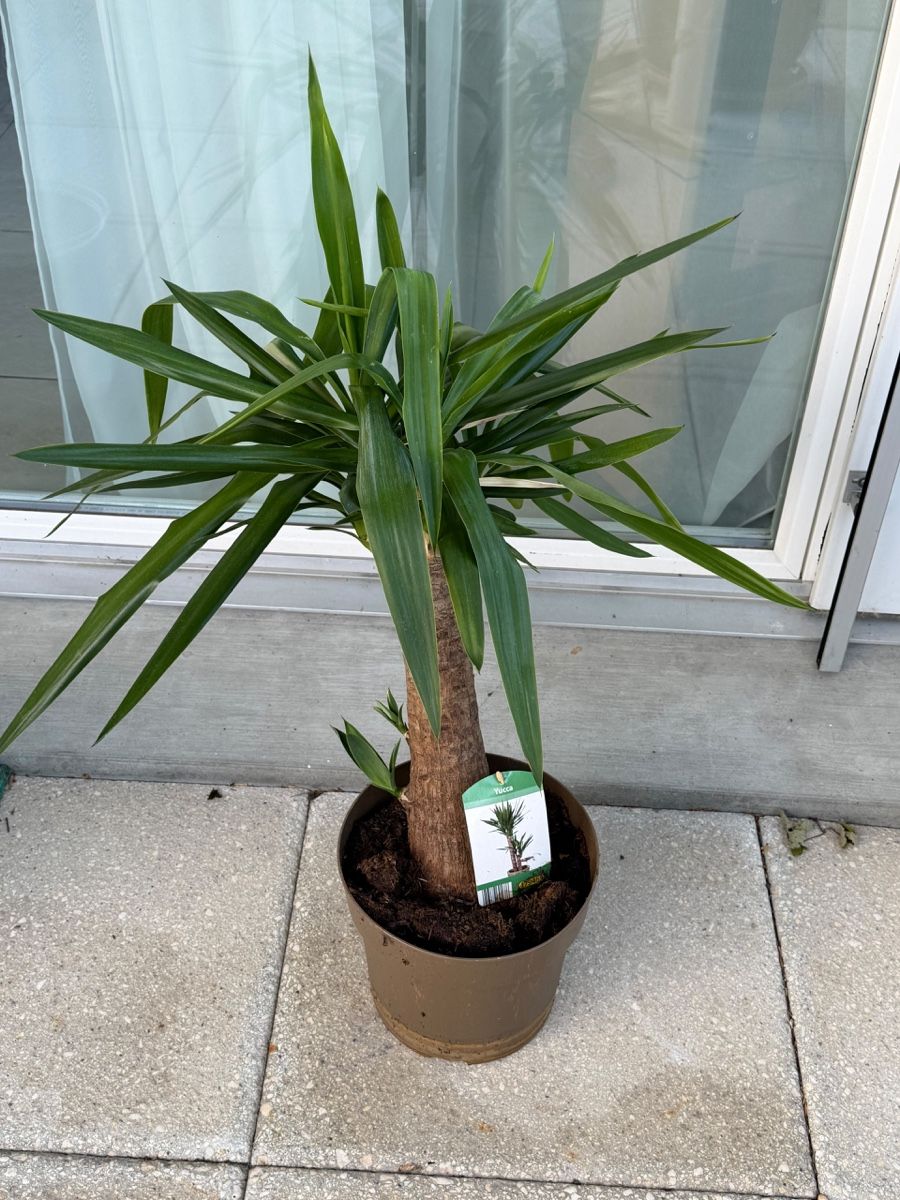Piante & sementi: Zimmerpflanze Yucca – Usato da Richterswil venduto da Prangins9