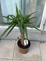 Zimmerpflanze Yucca