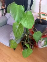 Monstera double deco