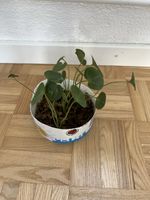 Anthurium Clarinervium 3/4