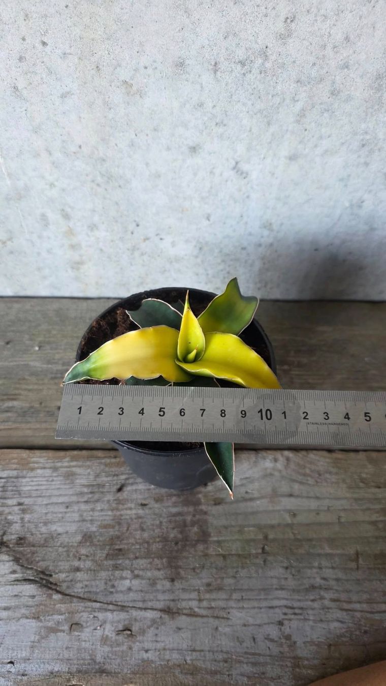 Piante & sementi: Sansevieria 'Star Canary'  (Bogenhanf) – Usato da St.Erhard venduto da Plumilandschweiz 1