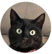Futter: Katze Layla, 3-jährig – Gebraucht aus Birsfelden von Alepunch