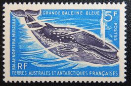 Antarktis Australes Französisch Kat. 36 ** 1966 Kat. 32 Euro