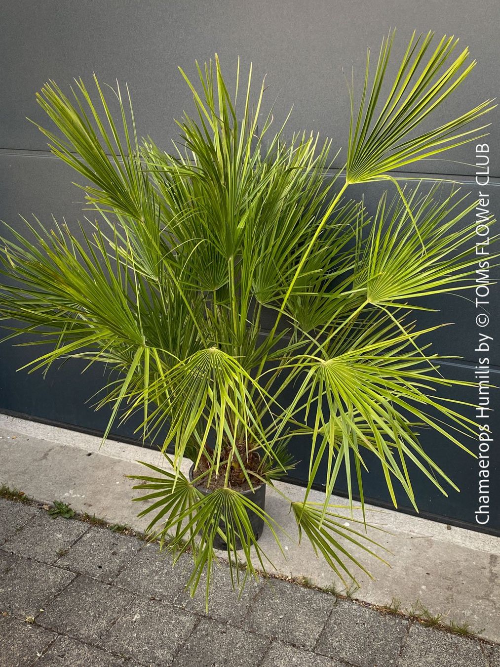 Piante & sementi: Chamaerops Humilis - fürs Haus oder Garten - robuste Palme – Nuovo e nell'imballaggio originale da Adliswil venduto da astom369 2