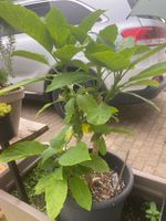 Gartenpflanzen