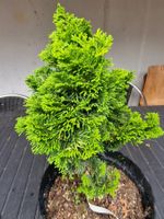Chamaecyparis obtusa "Aurora" - gelbe Muschelzypresse, Zwerg