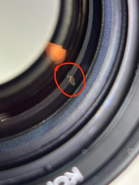 Konica Obiettivi: Konica Hexanon AR 85mm F1.8 / 1.8 EE-Version + Insekt? – Usato da Seewis Dorf venduto da Plebejus 9