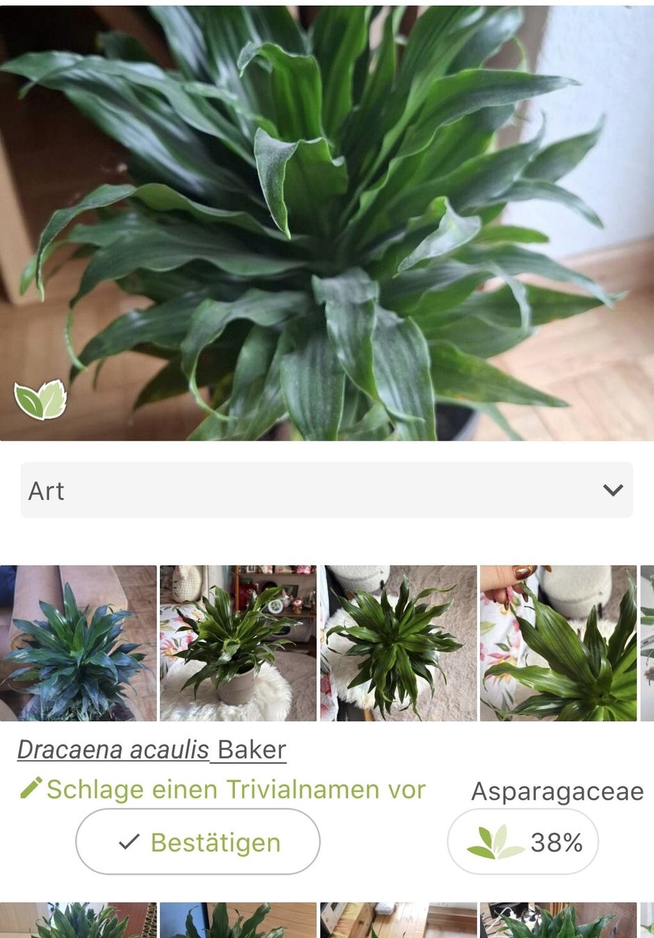Piante & sementi: Dracena, Zimmerpflanze – Usato da Zeihen venduto da P_B4 2