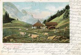 Iffigenalp   BE   -   Kühe      um  1 9 0 4