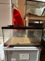 Terrarium 54 Liter Aufzucht/Wirbellosenbecken