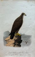 Stich od. Lithographie 1840, Seeadler,  Ornithologie