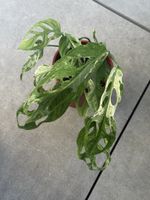 Monstera Indonesian marble