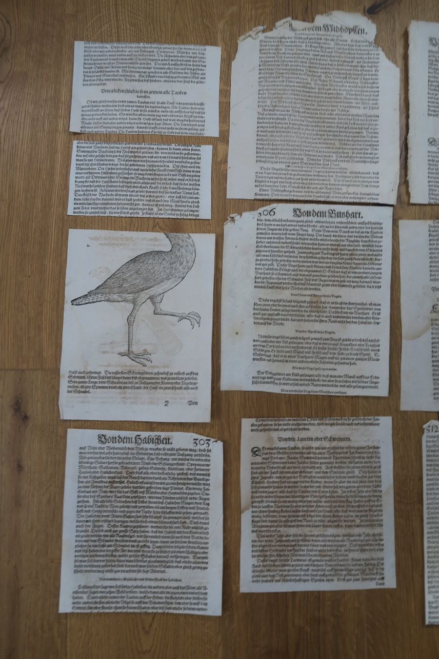 Libri: Conrad Gessner 1563 originale Buchseiten – Usato da Wädenswil venduto da Turusukko 6