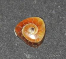 Cabochon L-8561 – Ammonit Fossil Trillion 6mm