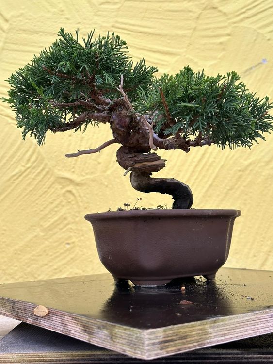 Virginia Wacholder Anzucht Seedeo Virginia Wacholder (Juniperus Virginiana)  Bonsai  25 Samen Mit Anleitung