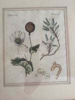 2 Antike Stiche, Mohn und Mangostan, 1789