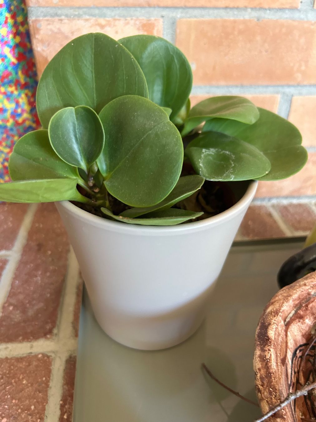 Piante & sementi: Planze - two small plants – Usato da Zürich venduto da agn_w7nt 1