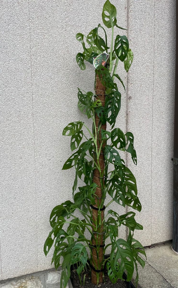Piante & sementi: Plante – Usato da Delémont venduto da Vendeur_3 4