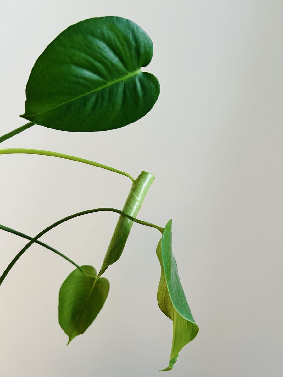 Pflanzen & Samen: Monstera Fensterblatt, Zimmerpflanze – Gebraucht aus Rapperswil SG von so__lga 2
