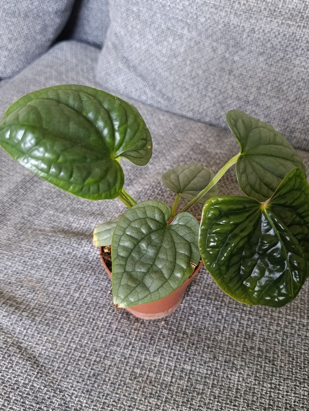 Piante & sementi: Anthurium Luxurians – Nuovo (secondo la descrizione) da Baar venduto da L.isa28 3