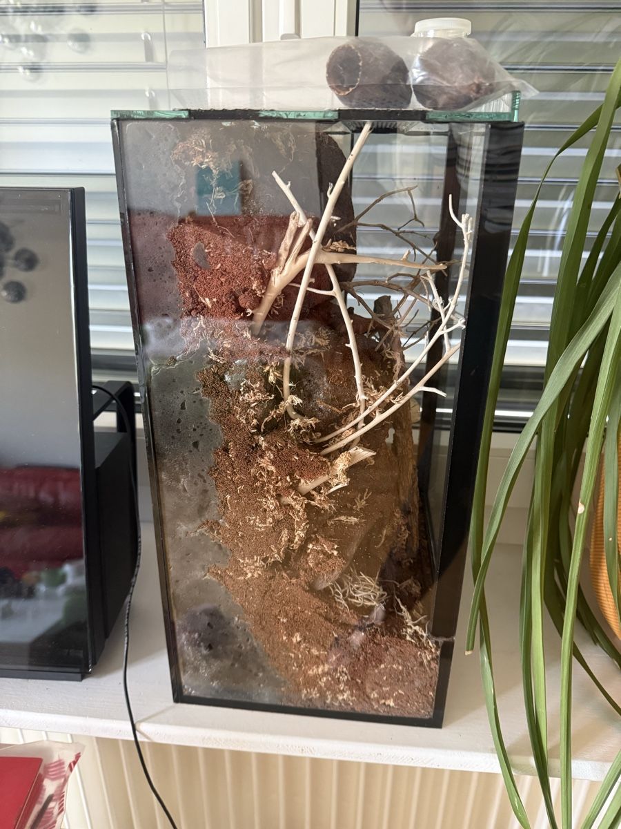 Terrariums: Terrarium neu – Neuf (Voir description) à Münchenbuchsee par MirjamRic 2
