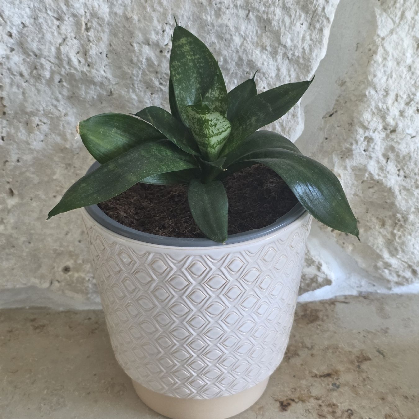 Piante & sementi: Sansevieria Pflanze im Topf – Usato da Rheinsulz venduto da Gilea 1
