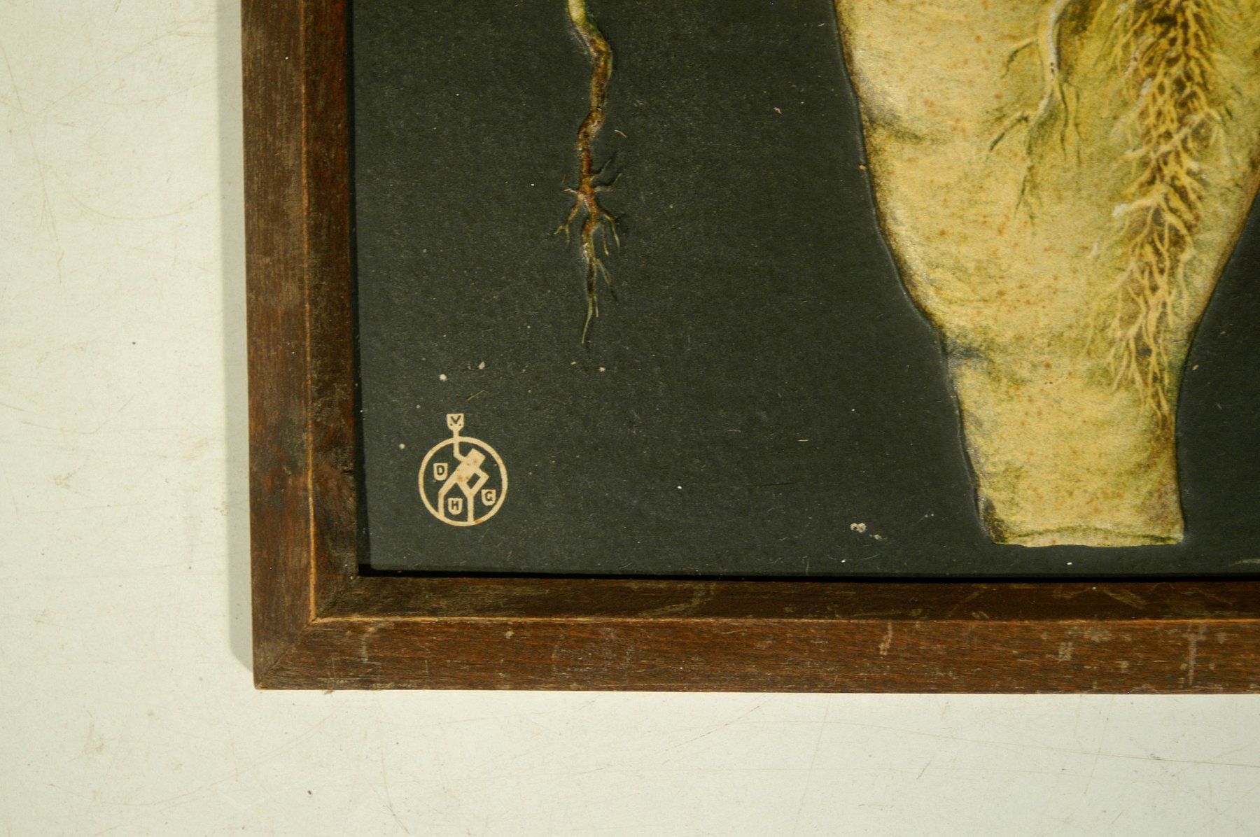 Foto & Immagini: Zuckerrübe Wurzelbrand Modell Relief – Usato da Herisau venduto da Wisen 4