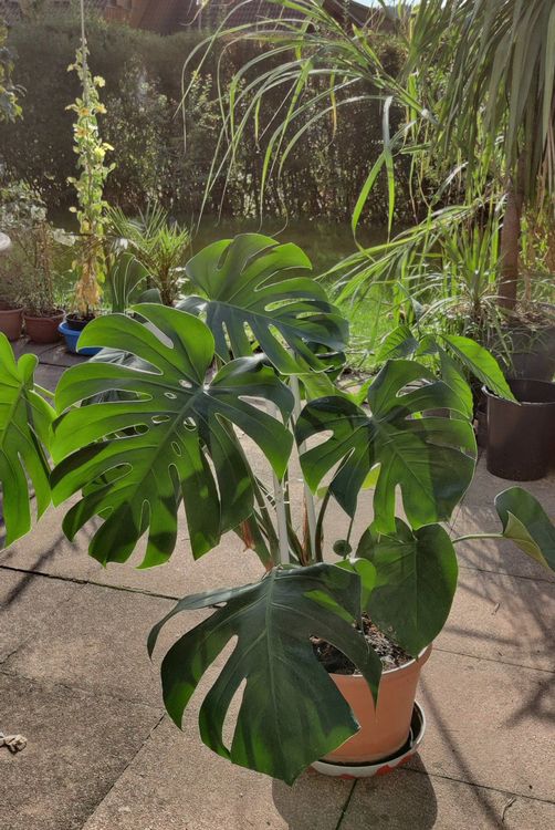 Monstera Deliciosa kräftige Pflanze gratis Lieferung Zürich Kaufen