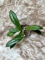 Hoya rigidifolia
