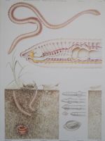 ⭐Schulwandbild Nr. 210 – Regenwurm / Earthworm